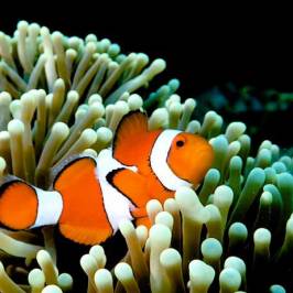 Anda Divers Enjoy - Day Dive