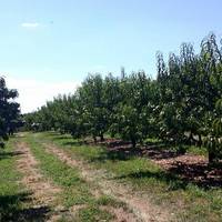 Strites Orchard