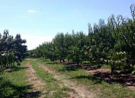 Strites Orchard