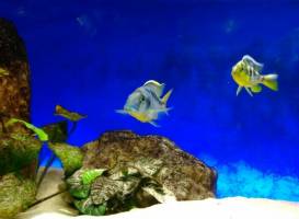 Acquario del Salento