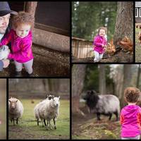 Holly Hill Farm