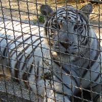 Tiger Experience