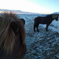 Arctic Horses