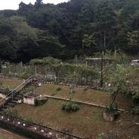 Jingu Rose Garden