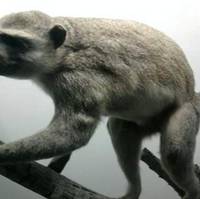 Museo Zoológico Dámaso Antonio Larrañaga