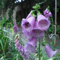 Orto Botanico