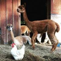 Little Brushwood Alpaca Farm