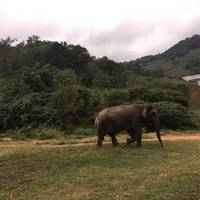 Pong Yang Elephant Camp