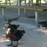 Westwind Lakes Park