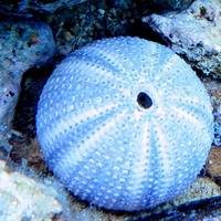 Serenad Dive Center