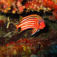Olympos Diving Center