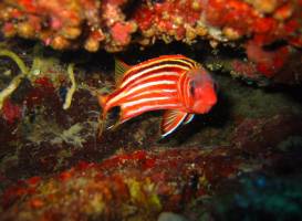 Olympos Diving Center