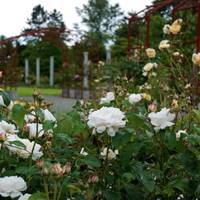 Highline SeaTac Botanical Gardens
