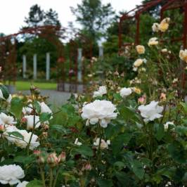 Highline SeaTac Botanical Gardens