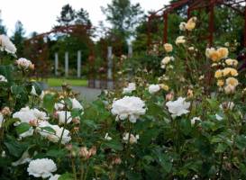 Highline SeaTac Botanical Gardens