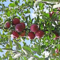 George Hil Orchards