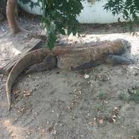 Wanpi World Safari Zoo