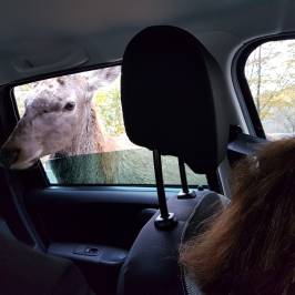 Wild Carpathia Adventure - Day Tours