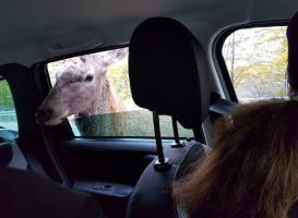 Wild Carpathia Adventure - Day Tours