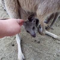 Hibiki Animal World