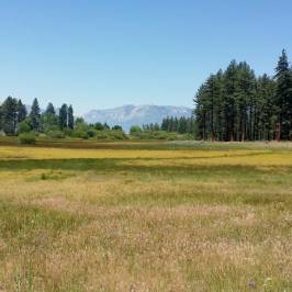 Rabe Meadows