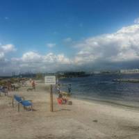 Davis Island Dog Beach