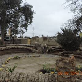 Palmera de Siete Cabezas