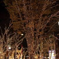 Omotesando Illumination