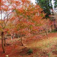 Kitakyushu City Kawachi Fuji Garden Autumn Colors