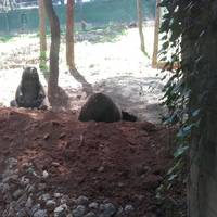 Zoo Guadalajara