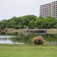 Island City Central Park