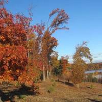 Watershops Pond