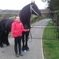 The Friesian Experience