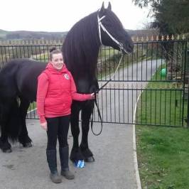The Friesian Experience