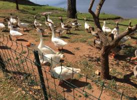 Parque da Represa Municipal