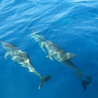 Dolphin Wadiya