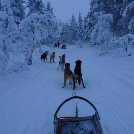 Ivalo Safaris