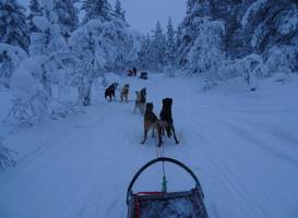 Ivalo Safaris