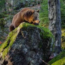 Nationalpark Bayerischer Wald