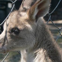 Horizons Kangaroo Sanctuary