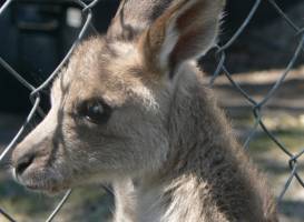 Horizons Kangaroo Sanctuary