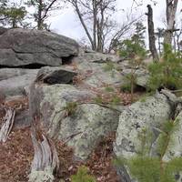 Michaux State Forest