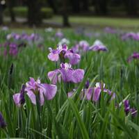 Awakigaharashinrin Park, Shimin no Mori