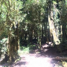 Parque Nacional Puyehue