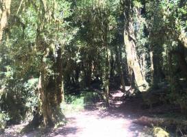Parque Nacional Puyehue