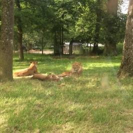 Longleat Safari & Adventure Park