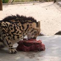 Paul B. Dixon WildlifeArt Studio