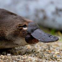 The Platypus Experience
