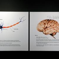 The Museum of Life