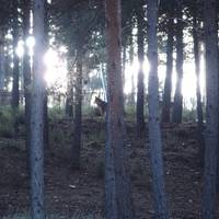 Centro del Lobo Ibérico
